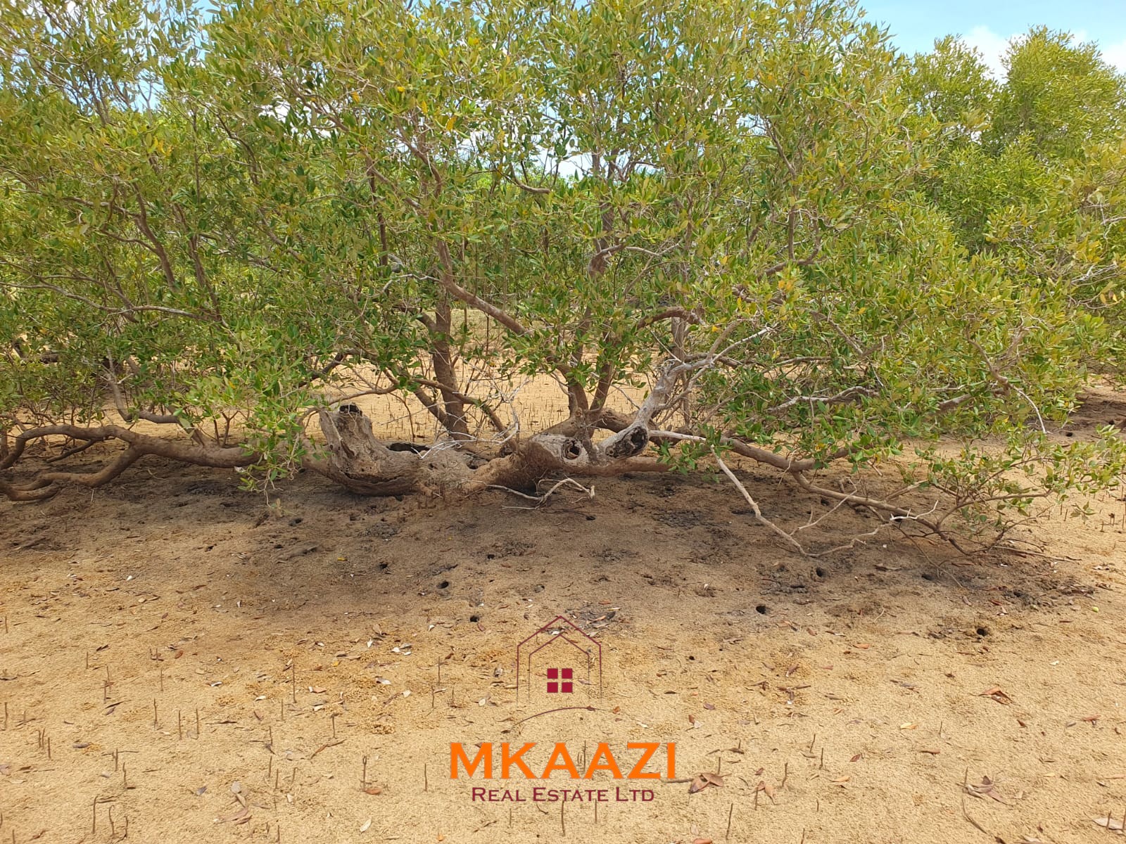 5.75 Acres Oceanfront Land for Sale in Manda Island Prime 5.75-acre oceanfront land for sale in Manda Island, Lamu, overlooking Lamu Port and surrounded by scenic coastal and mangrove views.