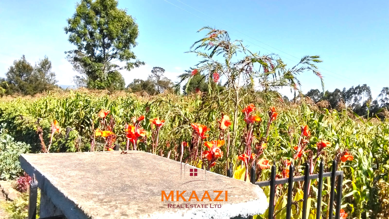 3.5-acre farm for sale in Ol Kalou with a 2-bedroom farmhouse, KPLC electricity, 70-foot fresh-water well and staff quarters.