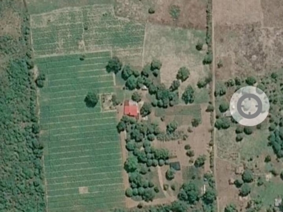Prime 12-Acre Moringa Farm for Sale in Mijomboni, Gede – KES 36 Million
