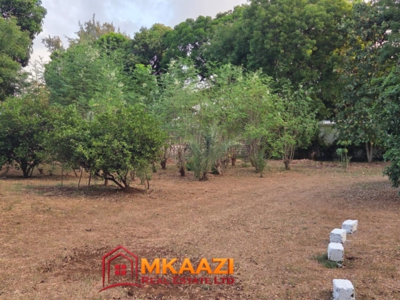 12-acre moringa farm for sale in Mijomboni, Gede with mature moringa trees and agricultural infrastructure