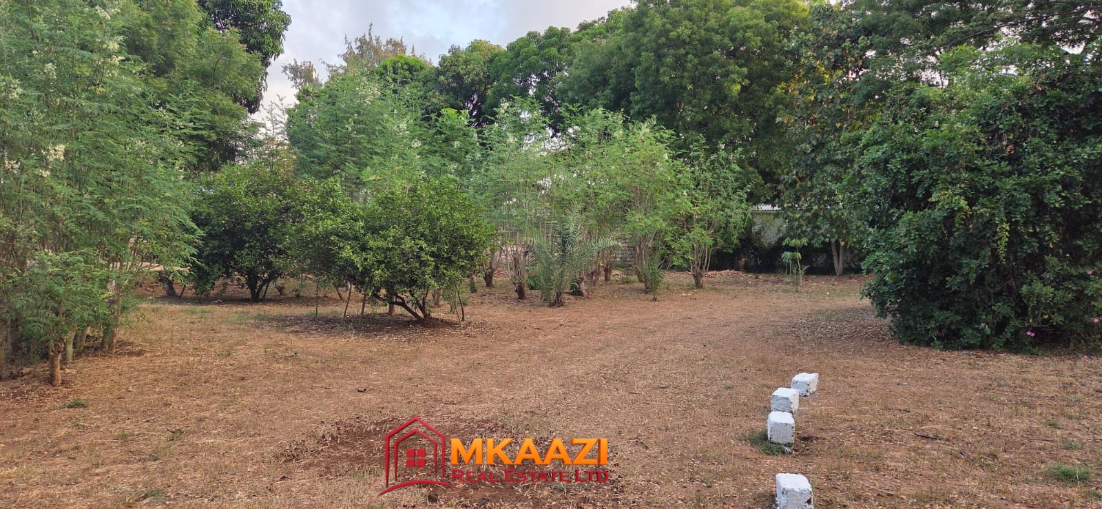 12-acre moringa farm for sale in Mijomboni, Gede with mature moringa trees and agricultural infrastructure