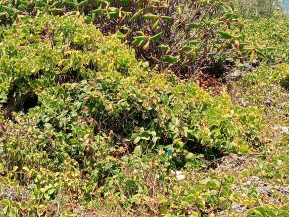 Prime Beachfront Plots and Land for Sale in Matsangoni, Malindi – 2 & 6 Acres | KES 13M/Acre