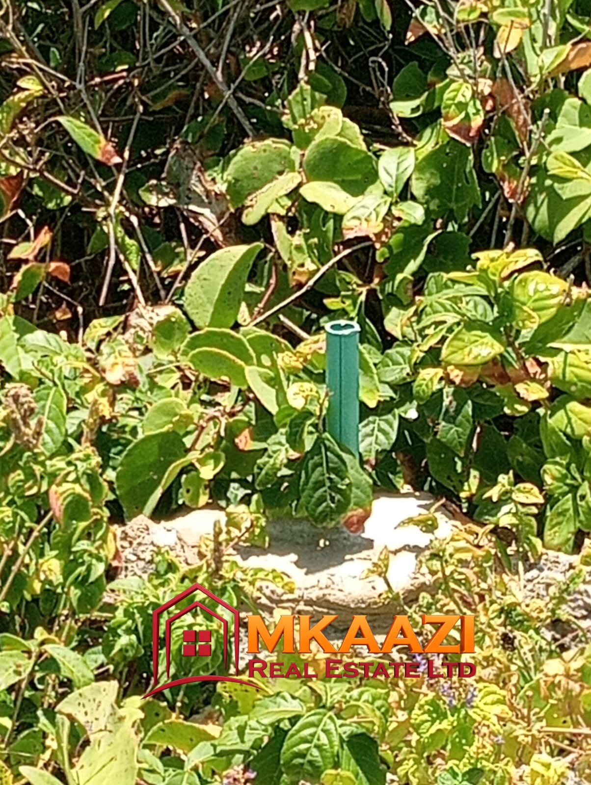 Prime Beachfront Plots and Land for Sale in Matsangoni, Malindi – 2 & 6 Acres | KES 13M/Acre