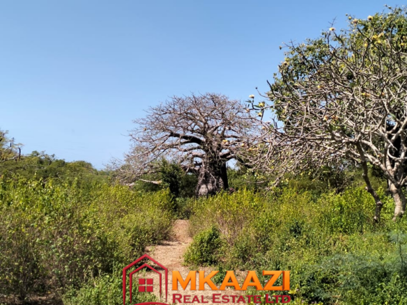 Mature landscaped grounds and indigenous trees on property in Malindi