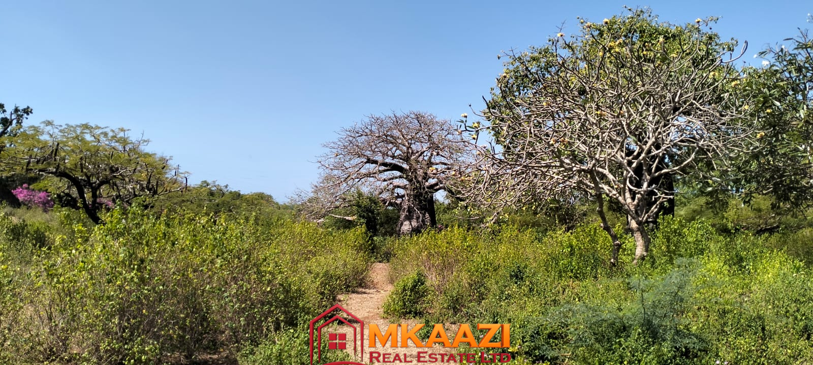 3 Acres for sale on Casuarina road 11 Mature landscaped grounds and indigenous trees on property in Malindi