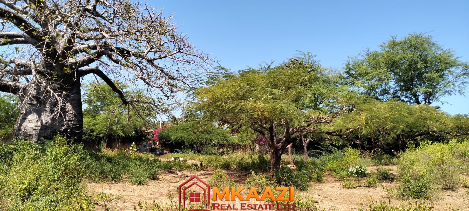 3 Acres for sale on Casuarina road 2 Mature Baobab trees on prime 3-acre property in Malindi