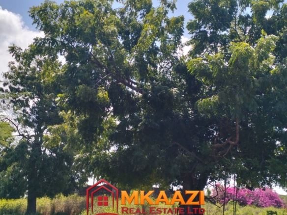 Mature trees on 3-acre development land for sale in Malindi