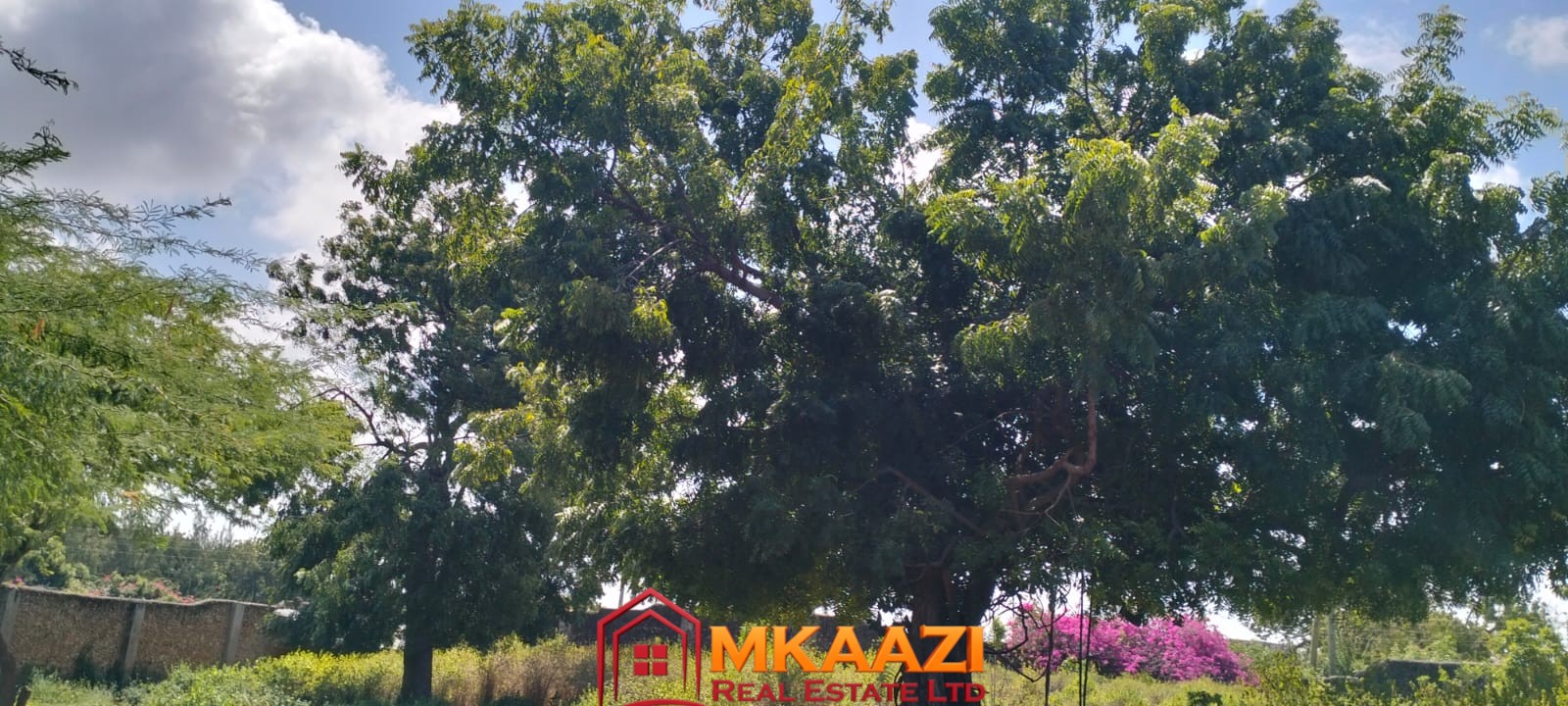 3 Acres for sale on Casuarina road 3 Mature trees on 3-acre development land for sale in Malindi