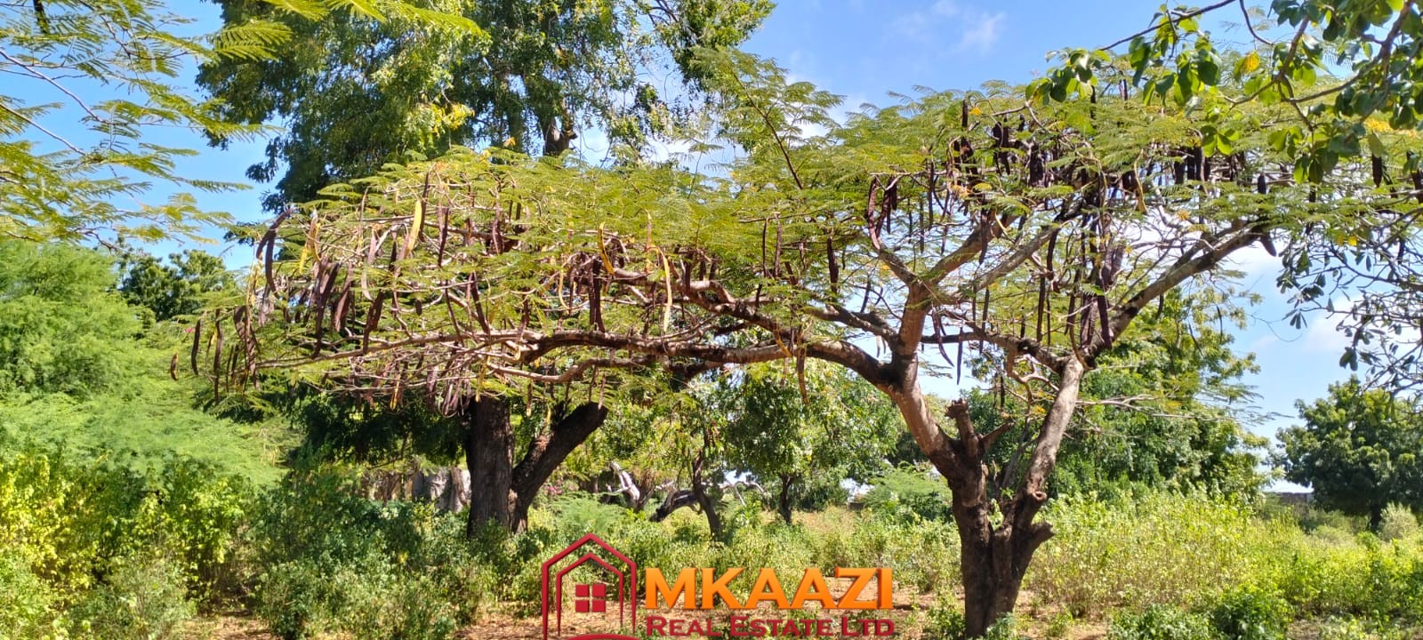 3 Acres for sale on Casuarina road 4 pacious 3-acre parcel of land for sale in Casuarina Malindi