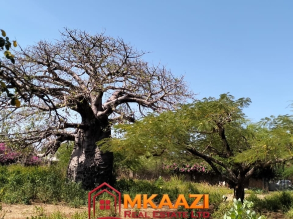Massive indigenous Baobab trees on land for sale near Casuarina Beach