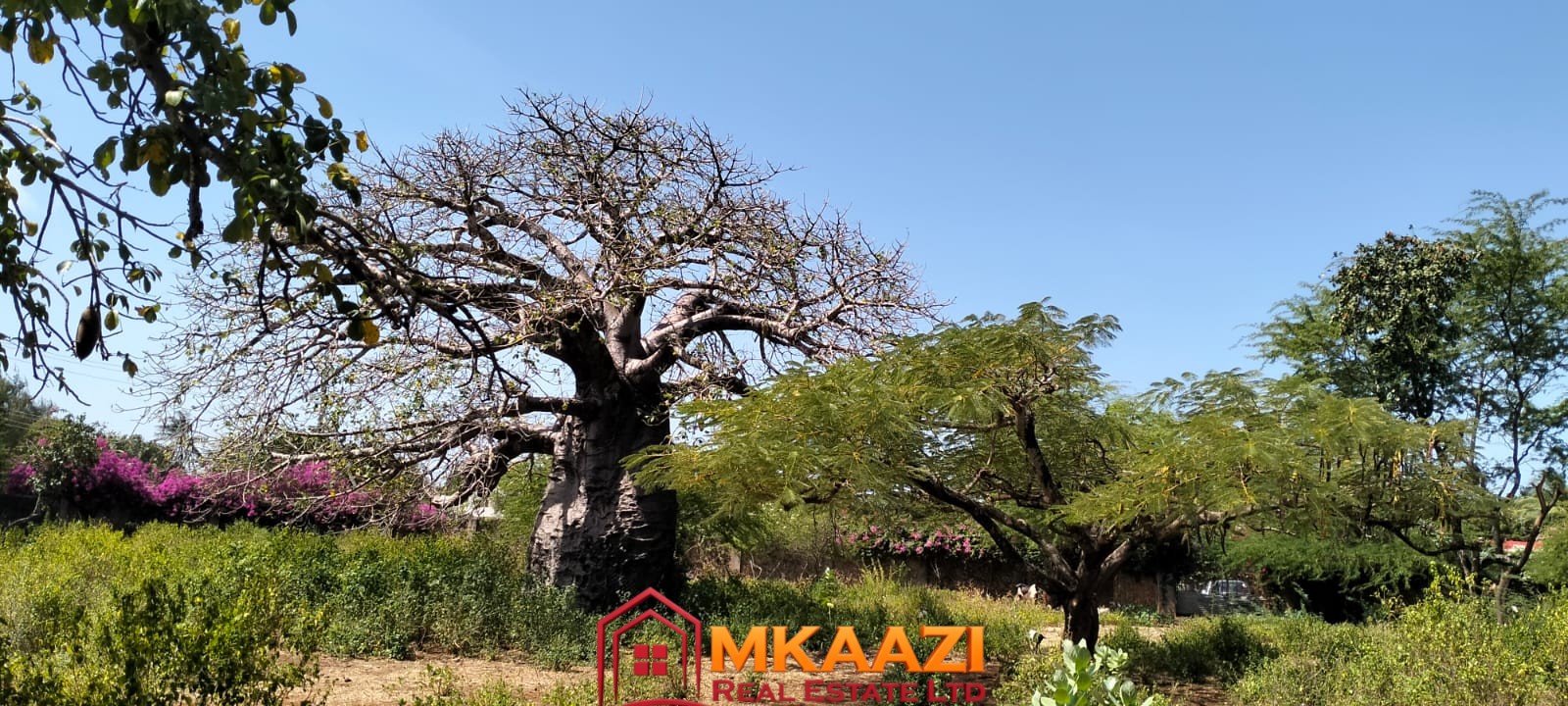 3 Acres for sale on Casuarina road 5 Massive indigenous Baobab trees on land for sale near Casuarina Beach