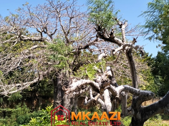Massive indigenous Baobab trees on land for sale near Casuarina Beach