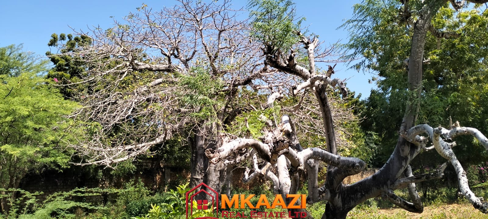 3 Acres for sale on Casuarina road 9 Massive indigenous Baobab trees on land for sale near Casuarina Beach