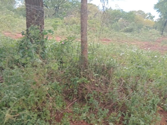 Mkaazi Real Estate – Premium Land Investment Opportunity