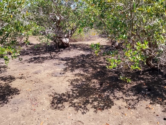 5-Acre Oceanfront Property for Sale on Manda Island – Freehold Title | KES 3.3M Per Acre