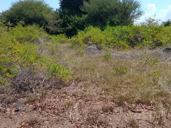 5-Acre Oceanfront Property for Sale on Manda Island – Freehold Title | KES 3.3M Per Acre