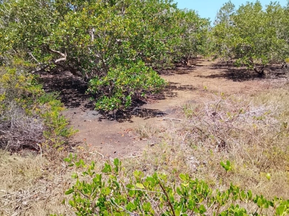 5-Acre Oceanfront Property for Sale on Manda Island – Freehold Title | KES 3.3M Per Acre