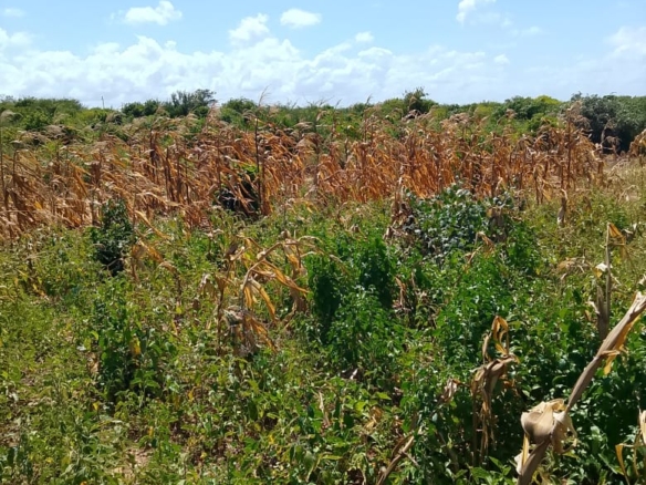 5-Acre Oceanfront Property for Sale on Manda Island – Freehold Title | KES 3.3M Per Acre