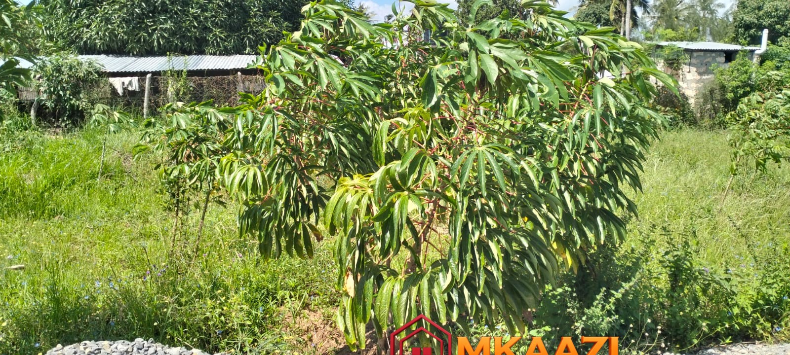 1.75 Acres (2) Prime 1.75-Acre Property for Sale in Matsangoni, Malindi | KES 3.5M
