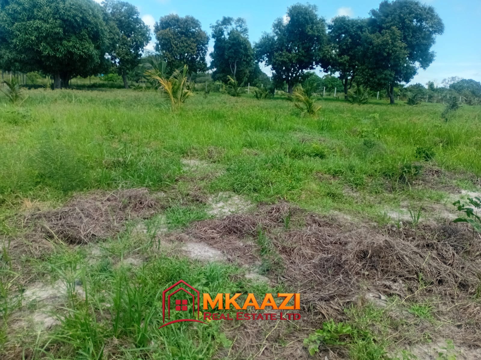10 Acres (1) 10-Acre Agricultural Property for Sale in Mjomboni – Mature Coconut & Mango Trees | KES 30M