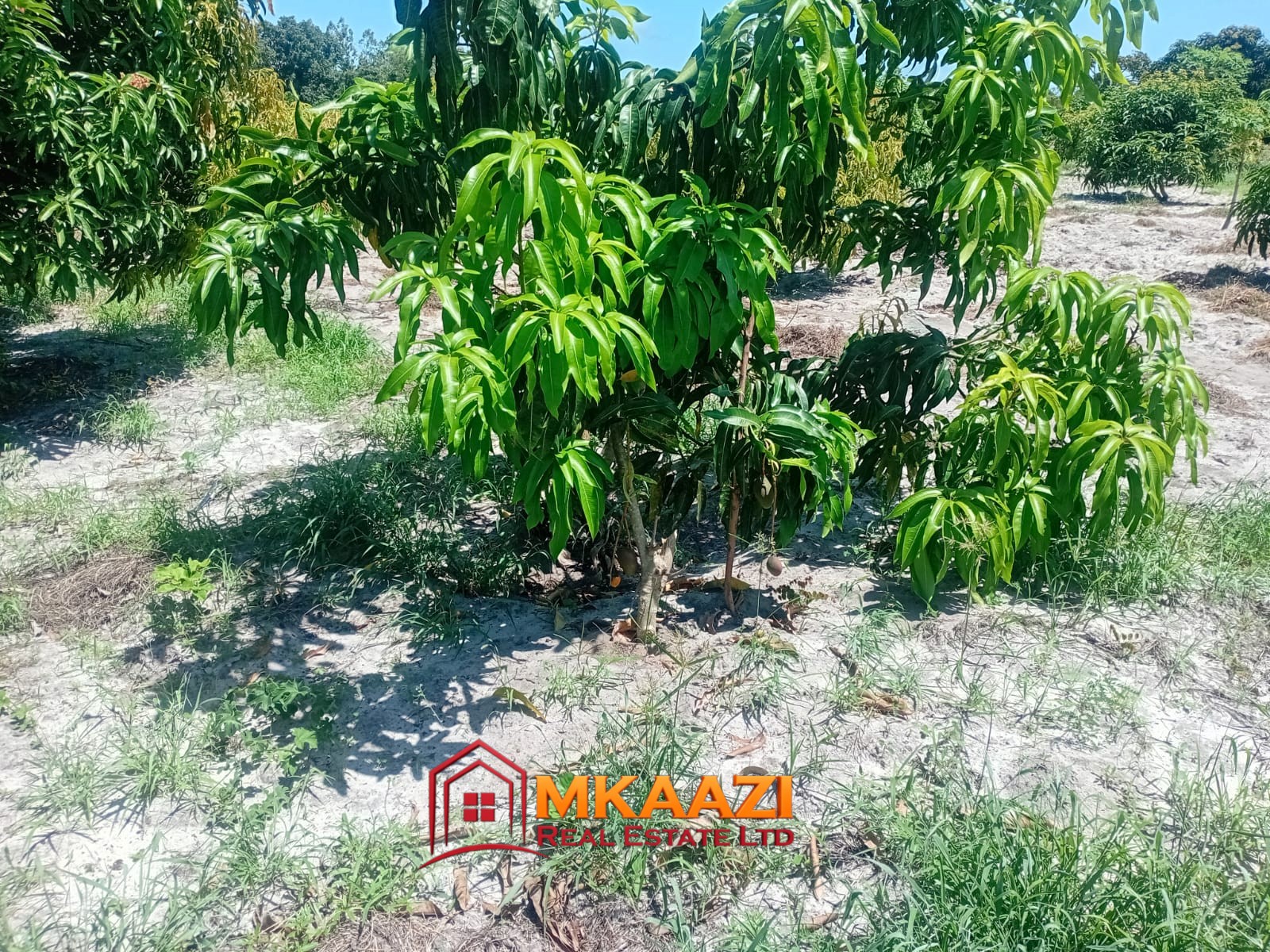 10 Acres (11) 10-Acre Agricultural Property for Sale in Mjomboni – Mature Coconut & Mango Trees | KES 30M