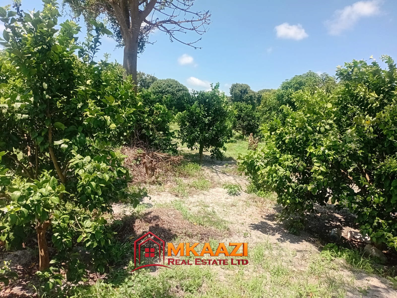 10 Acres (13) 10-Acre Agricultural Property for Sale in Mjomboni – Mature Coconut & Mango Trees | KES 30M