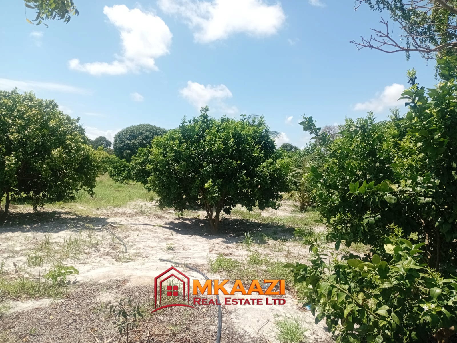 10 Acres (14) 10-Acre Agricultural Property for Sale in Mjomboni – Mature Coconut & Mango Trees | KES 30M