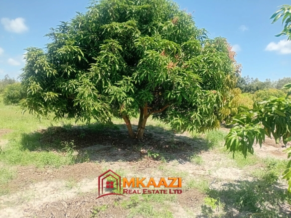 10-Acre Agricultural Property for Sale in Mjomboni – Mature Coconut & Mango Trees | KES 30M