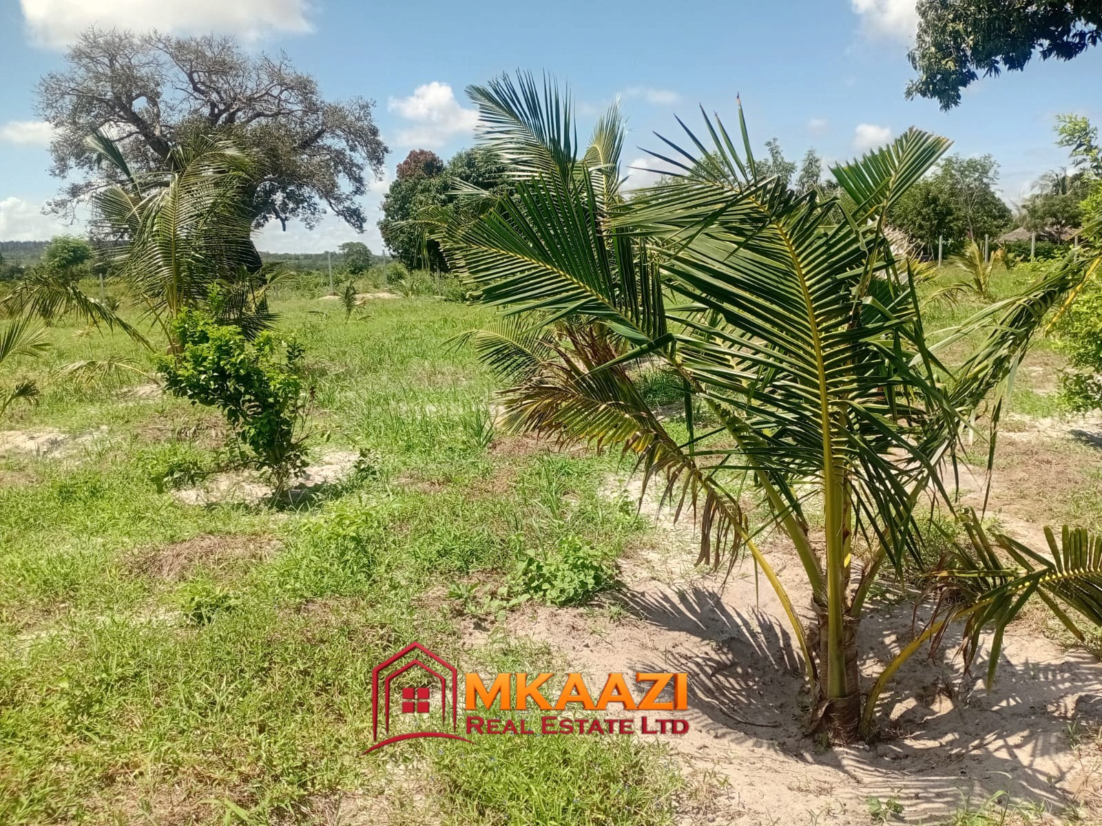 10 Acres (2) 10-Acre Agricultural Property for Sale in Mjomboni – Mature Coconut & Mango Trees | KES 30M