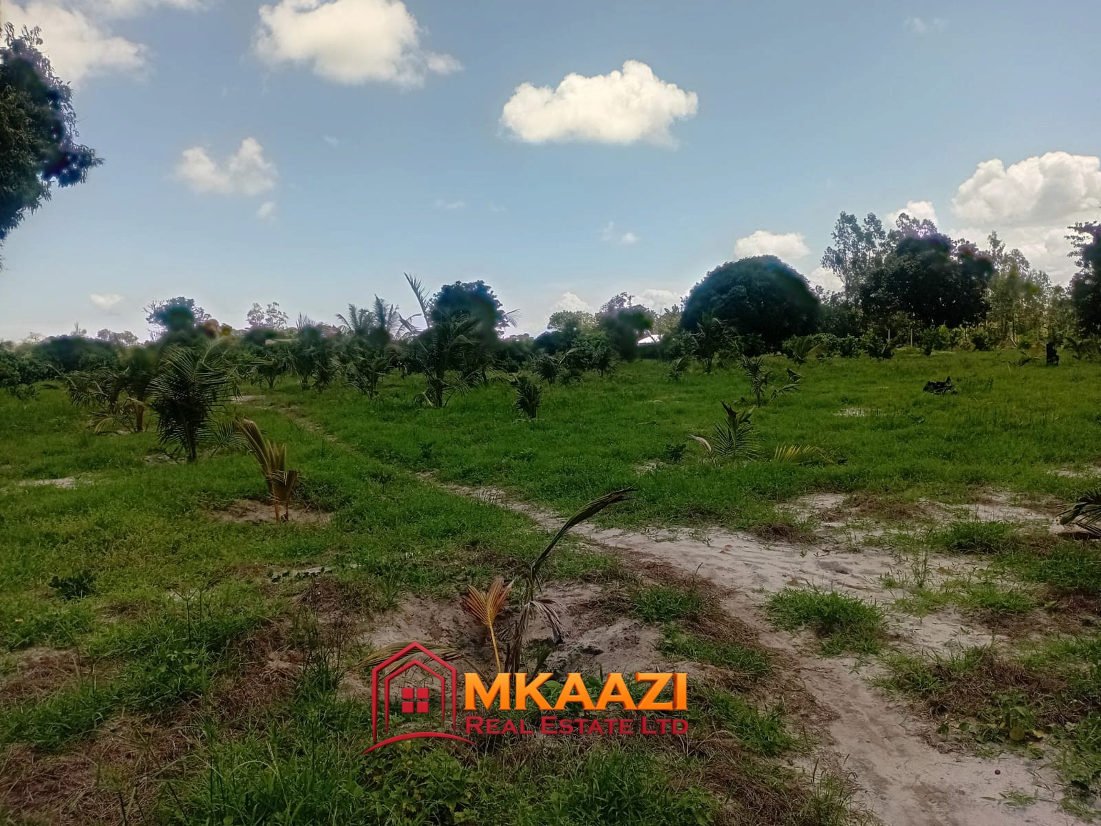 10 Acres (3) 10-Acre Agricultural Property for Sale in Mjomboni – Mature Coconut & Mango Trees | KES 30M