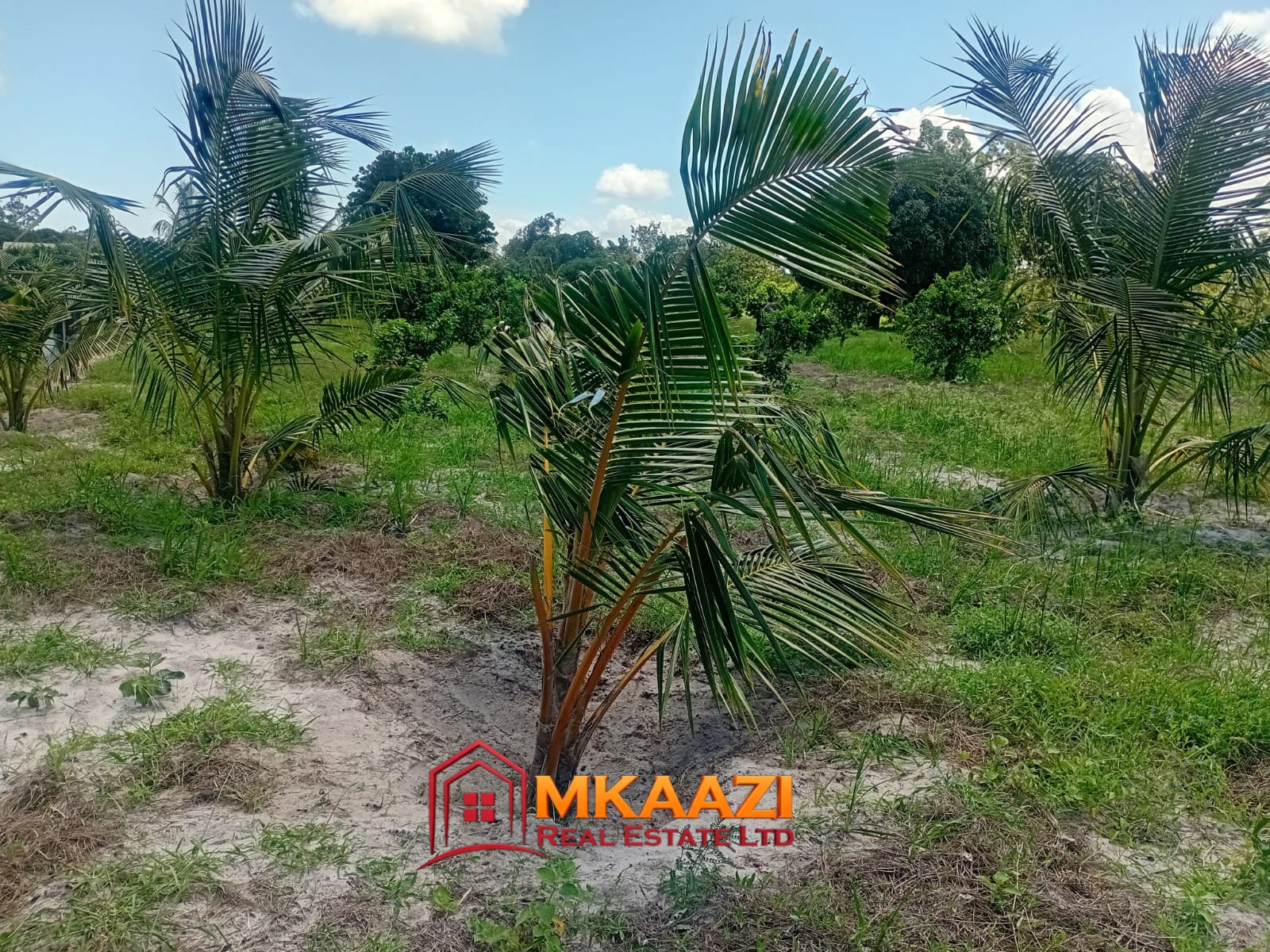 10 Acres (4) 10-Acre Agricultural Property for Sale in Mjomboni – Mature Coconut & Mango Trees | KES 30M