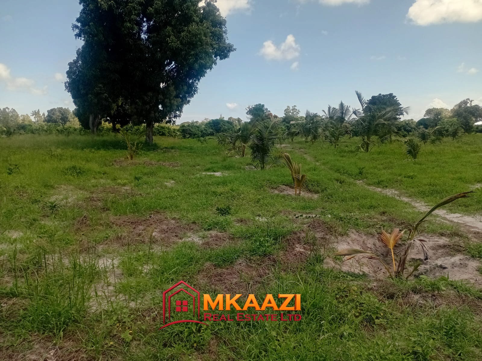 10 Acres (5) 10-Acre Agricultural Property for Sale in Mjomboni – Mature Coconut & Mango Trees | KES 30M