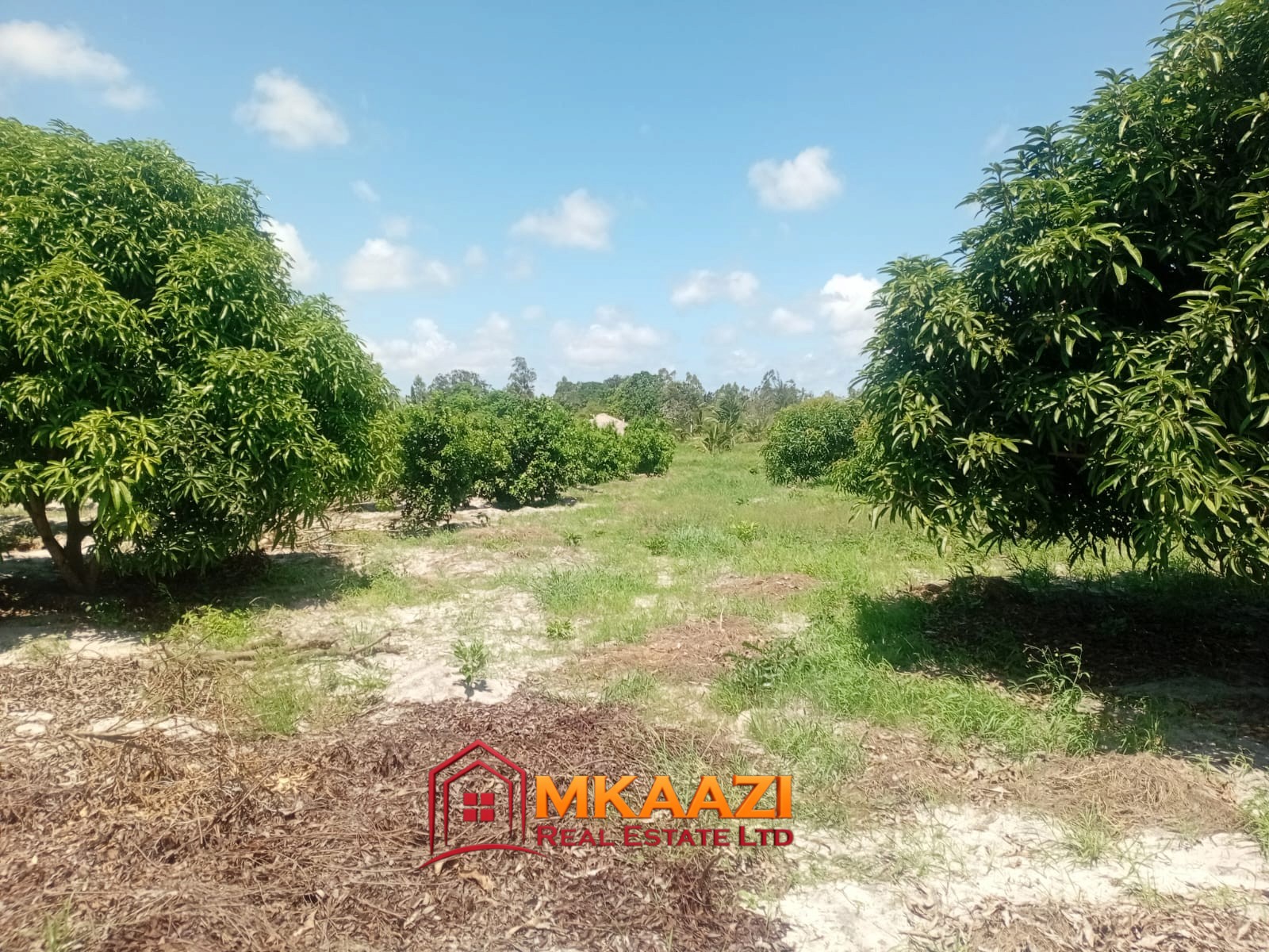10 Acres (8) 10-Acre Agricultural Property for Sale in Mjomboni – Mature Coconut & Mango Trees | KES 30M