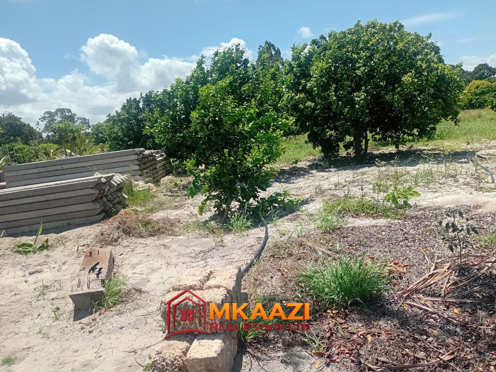 10 Acres (9) 10-Acre Agricultural Property for Sale in Mjomboni – Mature Coconut & Mango Trees | KES 30M