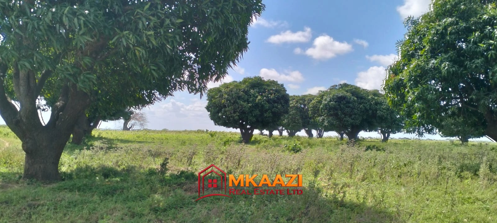 4 Acres (3) 4-acre land for sale in Muguruleni, Magarini with mature mango trees, green vegetation, open cultivated areas and sandy access roads