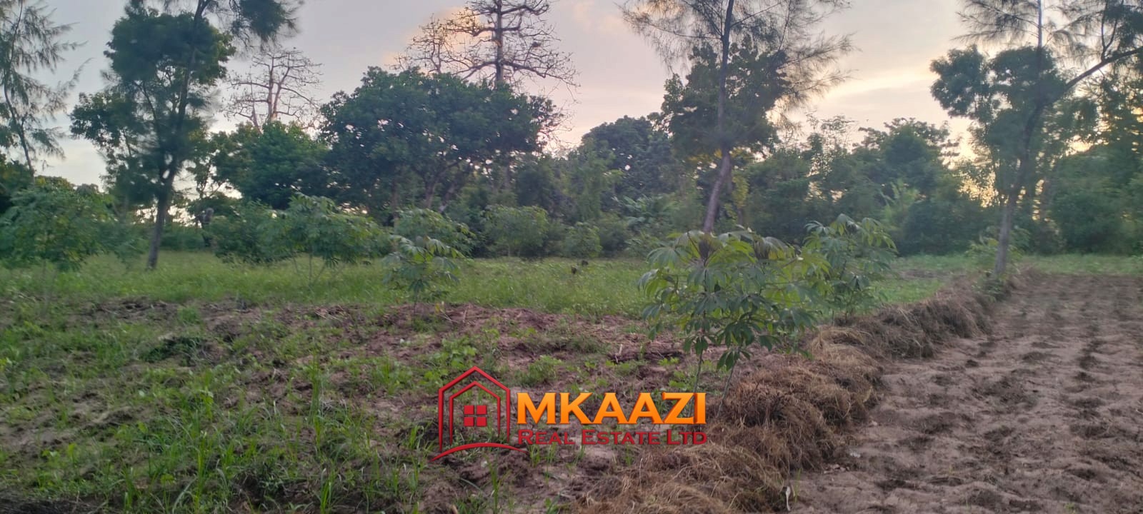 7-acre land for sale in Furunzi, Malindi next to the airport with mature mango, baobab, cashew and casuarina trees