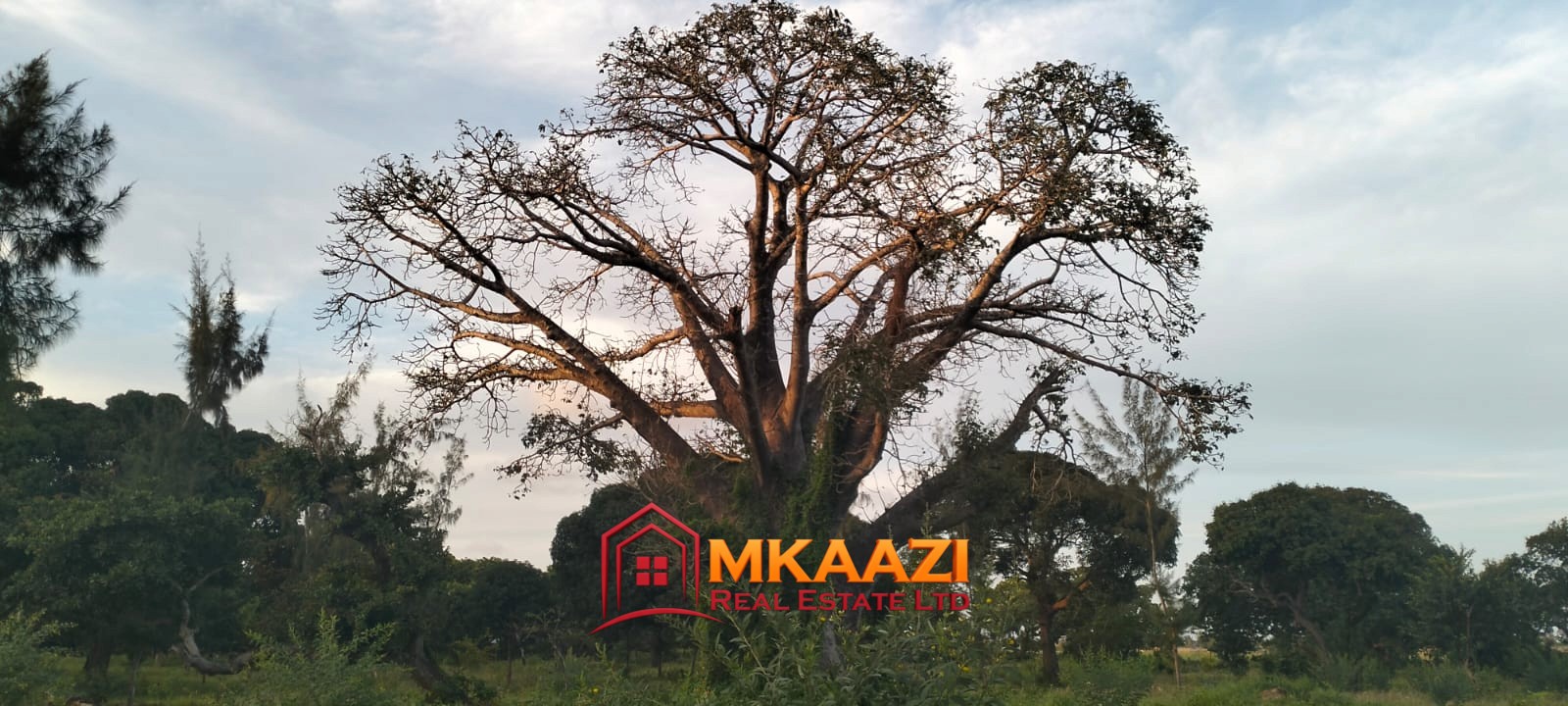 7-Acre Land for Sale in Furunzi, Malindi – Next to Airport | KES 4M/Acre