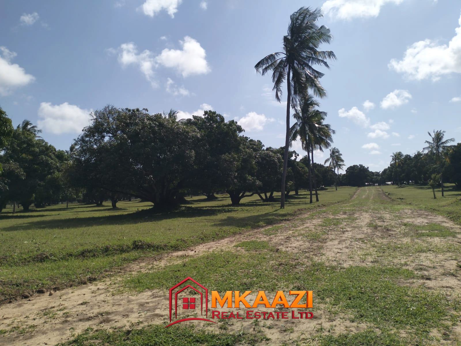 AirPort View (1) 50×100 plot for sale in Airport View, Malindi surrounded by mature trees, coconut palms, green spaces and accessible internal roads