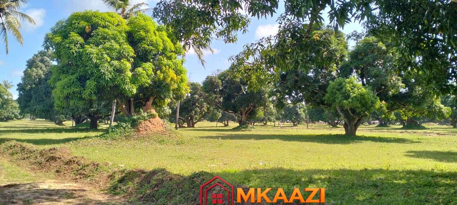 AirPort View (4) 50×100 plot for sale in Airport View, Malindi surrounded by mature trees, coconut palms, green spaces and accessible internal roads