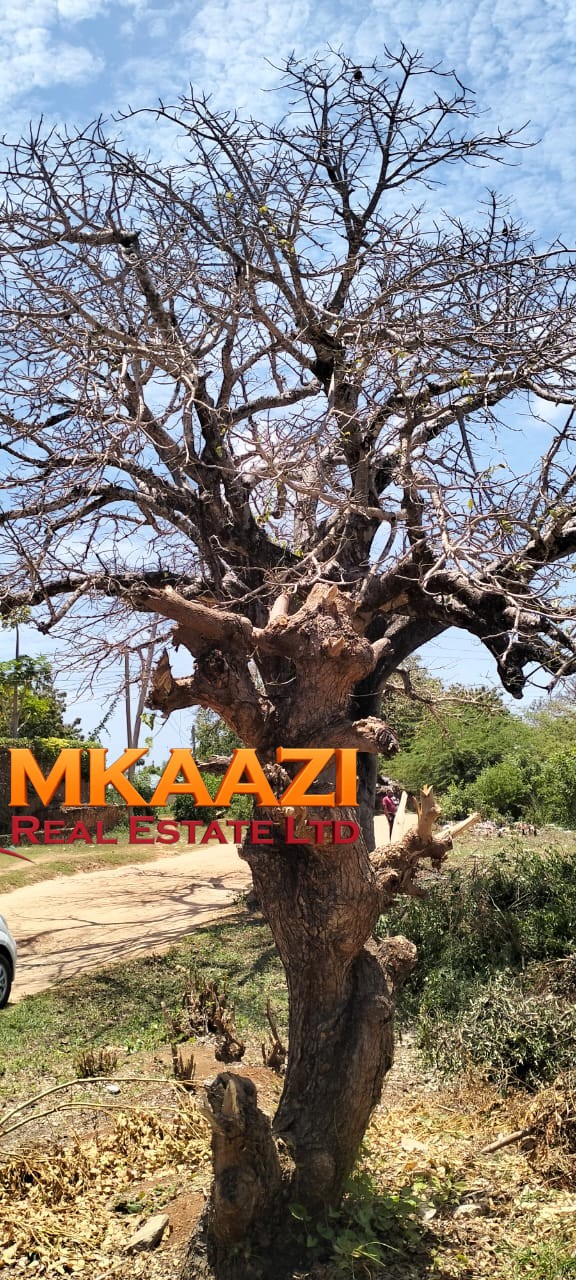 50×100 Plot for Sale in Malindi Off Casuarina Road – KSh 2.65 Million