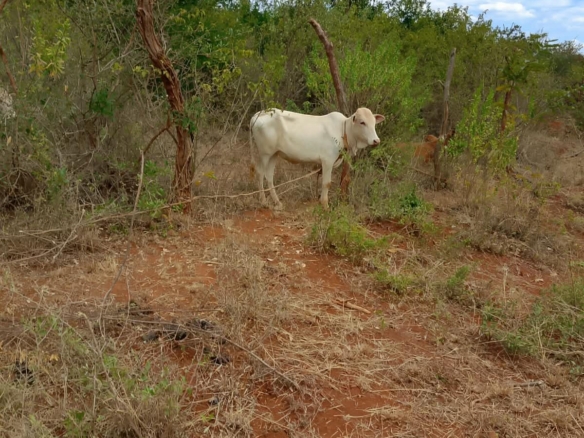 0.25 Acre land for sale redsoil in EMbu, Gachoka