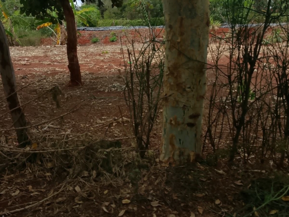 0.25 Acre land for sale redsoil in EMbu, Gachoka