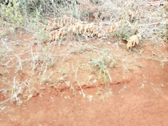 0.25 Acre land for sale redsoil in EMbu, Gachoka