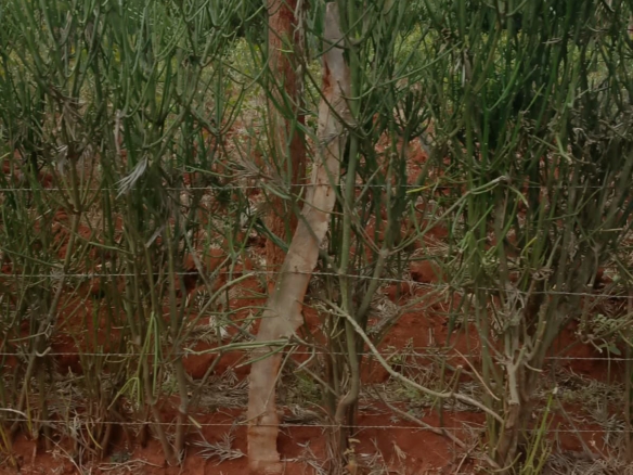 0.25 Acre land for sale redsoil in EMbu, Gachoka