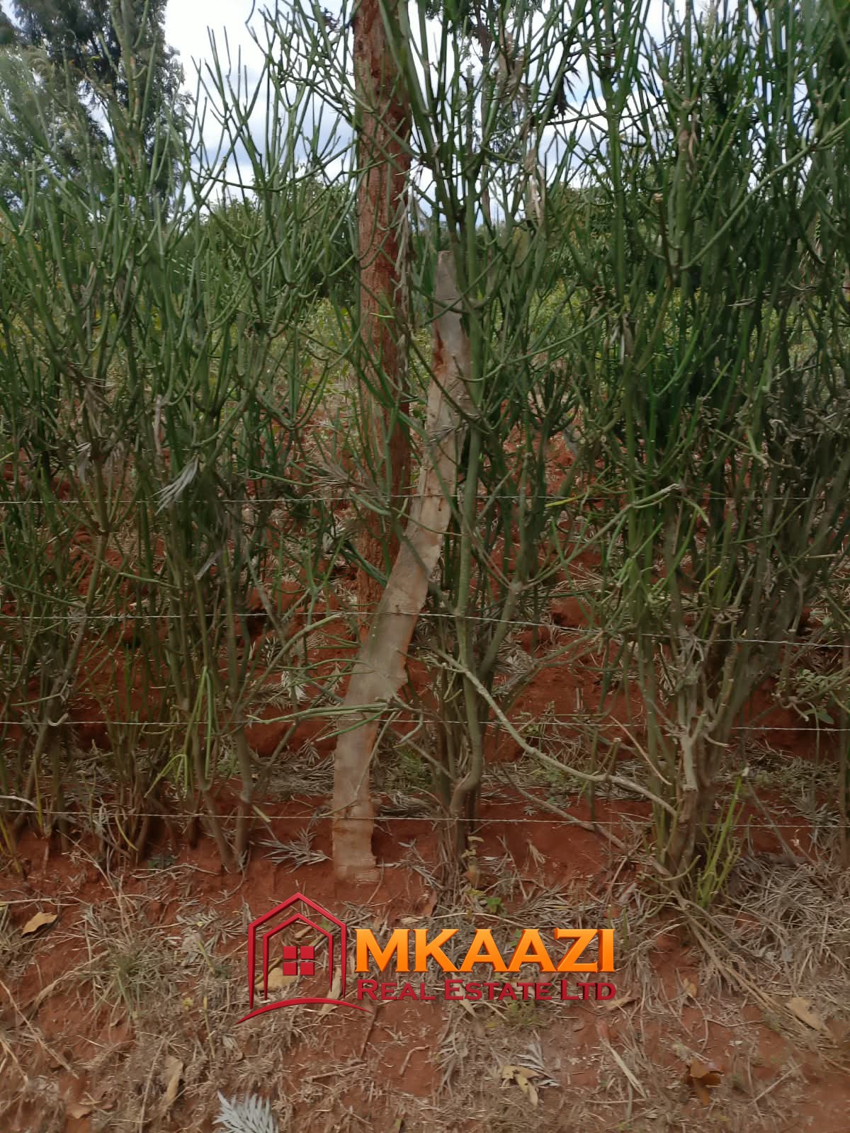 0.25 Acre land for sale redsoil in EMbu, Gachoka