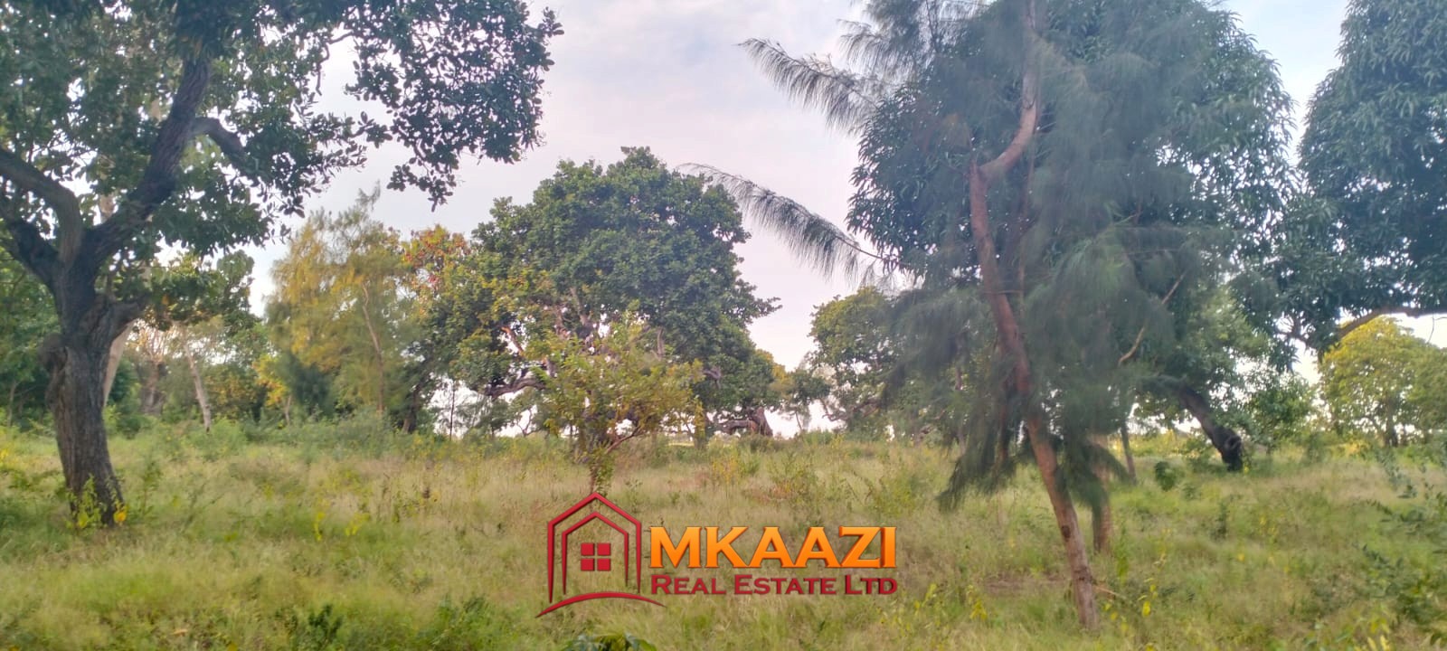2-acre property for sale in Msabaha with mature mango and baobab trees, walled boundary and access road near tarmac