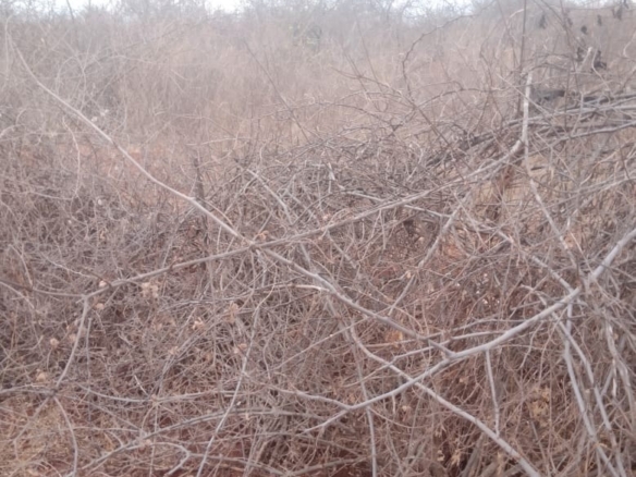 2,400-acre farming ranch near Mukwanima Primary School