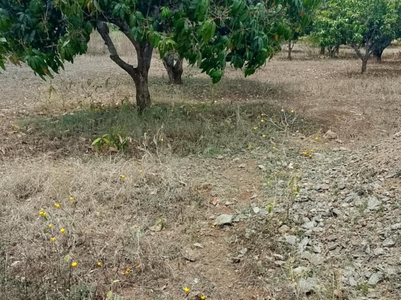 Commercial Quarter-Acre Plot for Sale in Gachoka, Embu – KSh 650,000