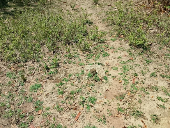 Affordable land in Embu with electricity and EWASCO piped water available.