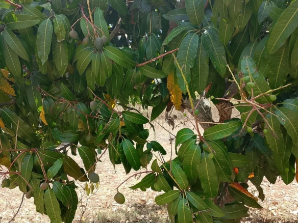 Commercial Quarter-Acre Plot for Sale in Gachoka, Embu – KSh 650,000